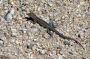13JoshuaTree - 25